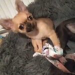 long coat Chihuahua boy in Flintshire