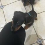 Miniature Dachshund Boys in Hinckley and Bosworth