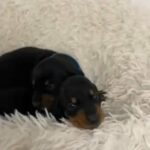 MINIATURE SMOOTH COAT DACHSHUND PRA CLEAR BABIES-BLACK AND TAN in Dudley