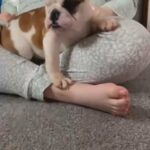 Amazing Bulldog Puppies in Preston