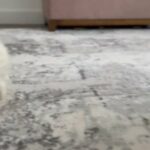 Pomeranian Brilliant White in London