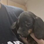 READY NOW standard dachsund male puppy in Purbeck
