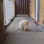 Pomeranian puppy in London