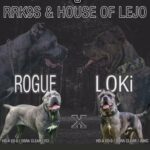 Cane corso litter Rogue x Loki in Derby