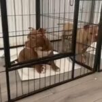 Biscoff the American Pocket Bully ??? in Cheshire East