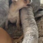 Chihuahua Puppies in Walsall