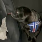 Pug For Sale in London