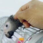 Baby African grey With cites 12 Weeks Old And Very Healthy in Luton
