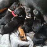 Rotweiller puppies for sale in Sheffield