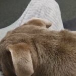 english bulldog in Birmingham