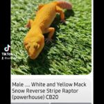 breeding quad of leopard geckos power house. in Purbeck