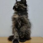 Maine Coon kitten in London