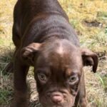 Exotic Bulldogs in Telford and Wrekin