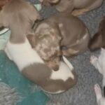 Beautiful Dachshund Puppies in Rotherham
