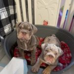 Alfred And Harry English Bulldogs in Liverpool