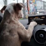 olde english bulldog in London