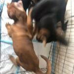 Puppies in London
