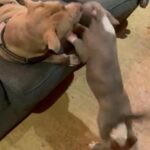 Big Blue And White Male American Bully in London