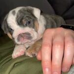 English bulldog Puppies in Nottingham