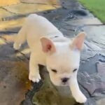 French Bulldog Puppy- Florence (girl) in Blackpool