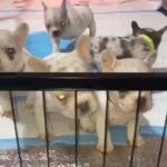 Price REDUCED ! 5 Isabella & Tan Merle Frenchie Pups. Wall-E Lines? in Somerset