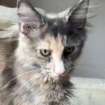 Stunning Female Maine Coon Pedigree Kitten in Slough