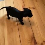 Chihuahua X in Calderdale