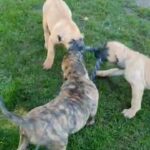 2 BIG PRESA CANARIO PUPS AVALIABLE in Derby