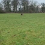 Female Micro American Bully in Newcastle upon Tyne