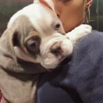 old English bulldog in London