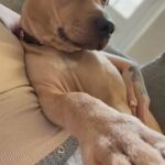 Female Mix Dog in Southwark