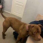 American Bulldog in Bolton