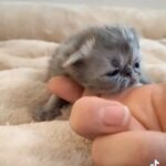 Pedigree peke faced persian kittens in Oxford