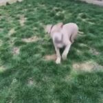 XL Bully in Lincoln