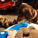 Mini Dachshunds in Nottingham