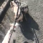 French Bulldog in Brighton