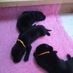 8 Pedigree KC Registered Labrador Puppies in Peterborough