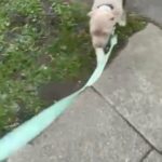Lilac And White Tri Carrier Male American Bully in London