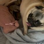 Our Stella Pug Has Surprised Us With Frugs in Preston