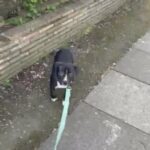 BFG Londons Matilda - Black And White Ticked Female American Bully in London