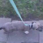 Blue Brindle Male American Bully in London