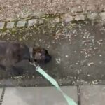 Black Brindle Male Tri Carrier American Bully in London