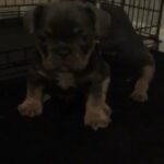 Frenchie For Sale in Thurrock