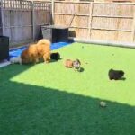 REDUCED Stunning Chow Chow puppies in London