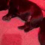 Chunky Beautiful Puppies in North Warwickshire