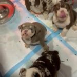 Gorgeous Lilac Tri English Bulldog in Lincoln