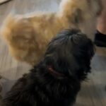 Lhasa Apso Female Adult in Maidstone