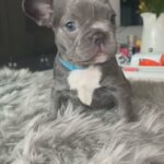 Ready In 2 Weeks Frenchies in Leicester