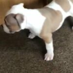 American Pocket Bully Pups in Leeds