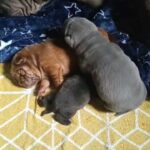 cuteness bundles in Cornwall